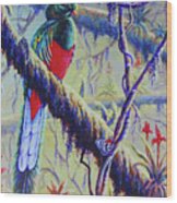 Resplendent Quetzal Wood Print