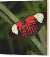 Resting Butterfly Wood Print