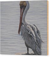 Resting Pelican Wood Print