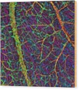 Retina Blood Vessels And Nerve Cells Wood Print