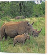 Rhinoceros Wood Print