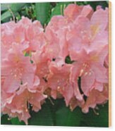 Rhododendron Beauty2 Wood Print