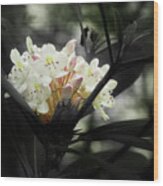 Rhododendron Blooms Wood Print