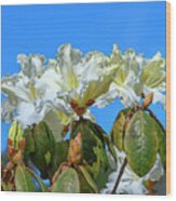 Rhododendron Ciliicalyx Dthn0213 Wood Print