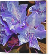 Rhododendron Glory 6 Wood Print