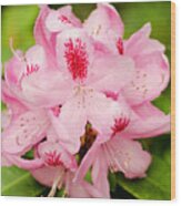 Rhododendron Wood Print