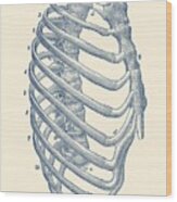 Rib Cage Diagram - Vintage Anatomy Print Wood Print