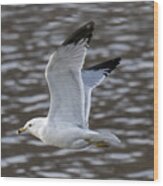 Ring-billed Gull Flying Wood Print