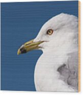 Ring-billed Gull Portrait Wood Print