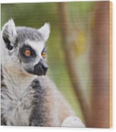 Ring-tailed Lemur Closeup Wood Print