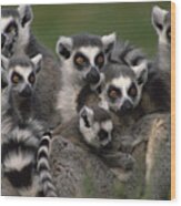 Ring-tailed Lemur Lemur Catta Group Wood Print