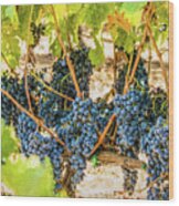 Ripe Grapes On Vine Wood Print