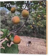 Ripening Apricots And A Dog Wood Print
