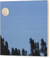 Rising Full Moon Above Pine Trees Wood Print