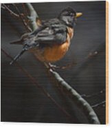 Robin In The Light Wood Print