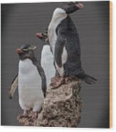 Rockhopper Penguins Wood Print