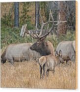 Rocky Mountain Elk Wood Print