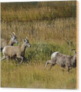 Rocky Mountain Goats 7410 Wood Print