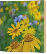 Rocky Mountain Wildflowers Wood Print