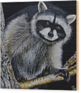 Rocky Raccoon Wood Print