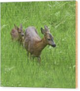 Roe Doe With Fawn Wood Print