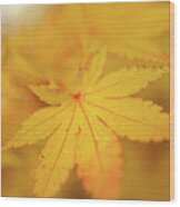 Romance With Autumn. Japanese Maple Leaves 9 Wood Print