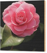 Romantic Camellia Wood Print