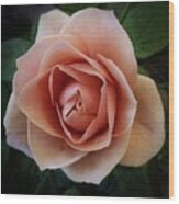 Romantic Rose Wood Print
