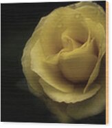 Romantic Yellow Rose 2016 Wood Print