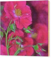 Rose 334 Wood Print