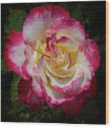 Rose Beauty Wood Print