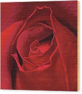 Rose Bud Wood Print
