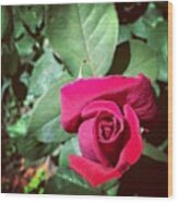 #rose. 
#flower #plant #red #redrose Wood Print