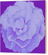 Rose On Purple Wood Print