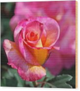 Rose On Rose Wood Print