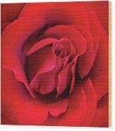 Rose Red 4 Wood Print