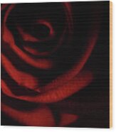 Rose Series 3 Red Wood Print