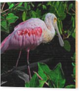 Roseate Spoonbill Iii Wood Print