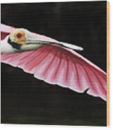 Roseate Spoonbill In Flight Wood Print