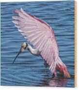 Roseate Spoonbill Profile With Wings Over Her Head Wood Print