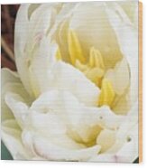 Rosey Tulip Wood Print