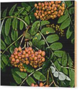 Rowan Berries In Spain Wood Print