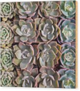 Rows Of Succulents Wood Print