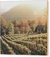 Rows Of Vine In A Vineyard In Ticino, Switzerland At Sunset Wood Print