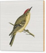 Ruby Crowned Kinglet Wood Print