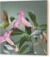 Ruby-throated Hummingbird And Desert Rose Wood Print
