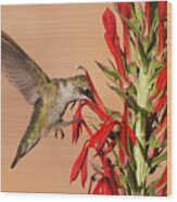 Ruby-throated Hummingbird Dining On Cardinal Flower Wood Print