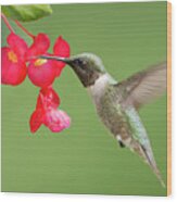 Ruby Throated Hummingbird Feeding On Begonia Wood Print