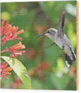 Ruby-throated Hummingbird Wood Print