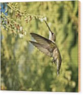 Ruby Throated Hummingbird Wood Print